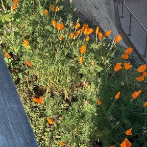 Meet your Posher, Arian